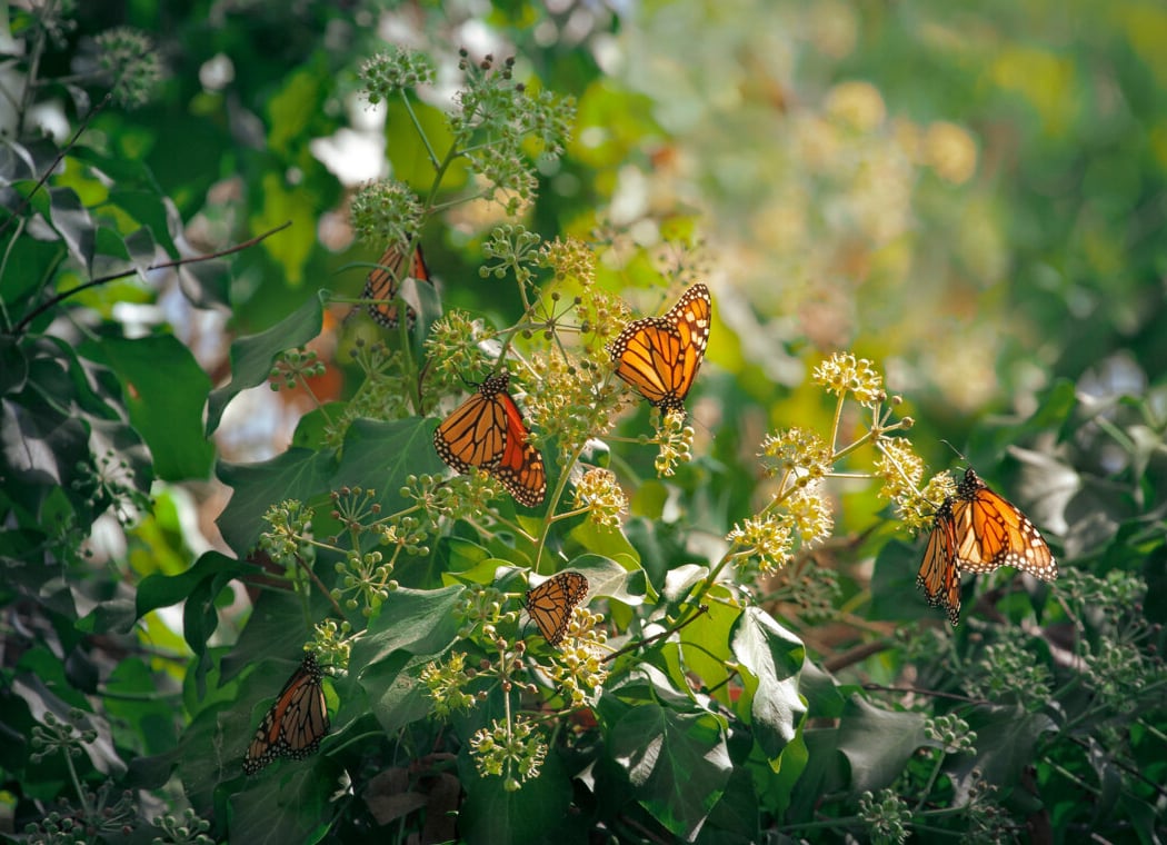 Monarch Butterfly Welcome Event 1