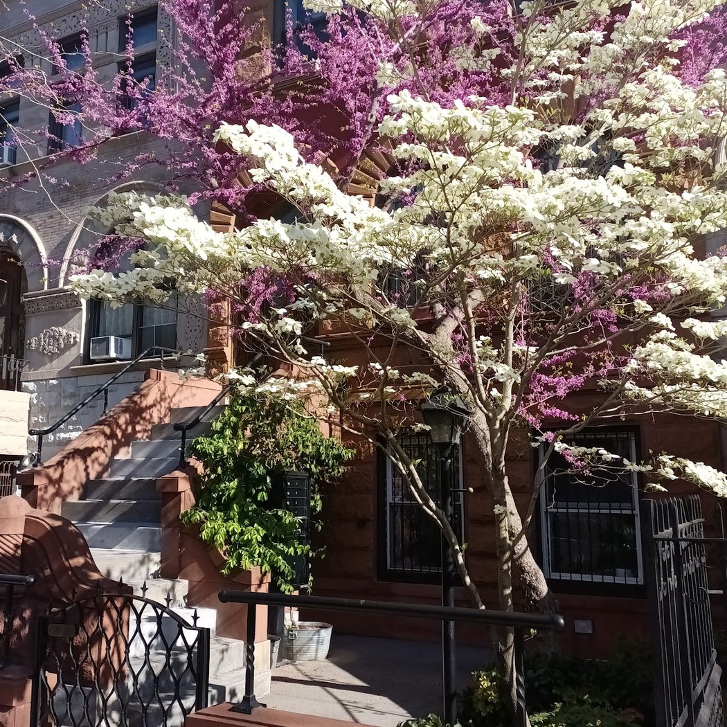 Stuypark House 3