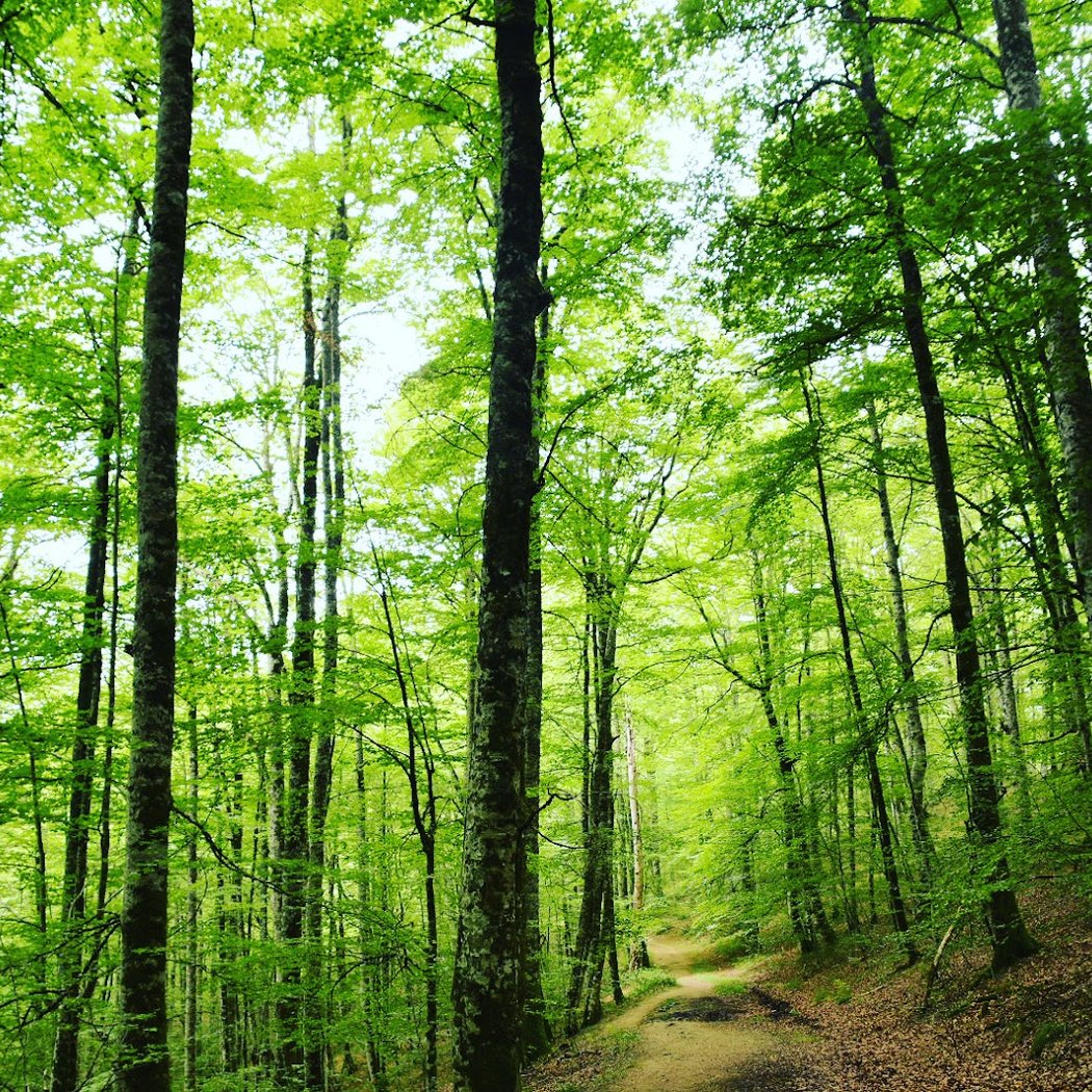 Irati Forest 4