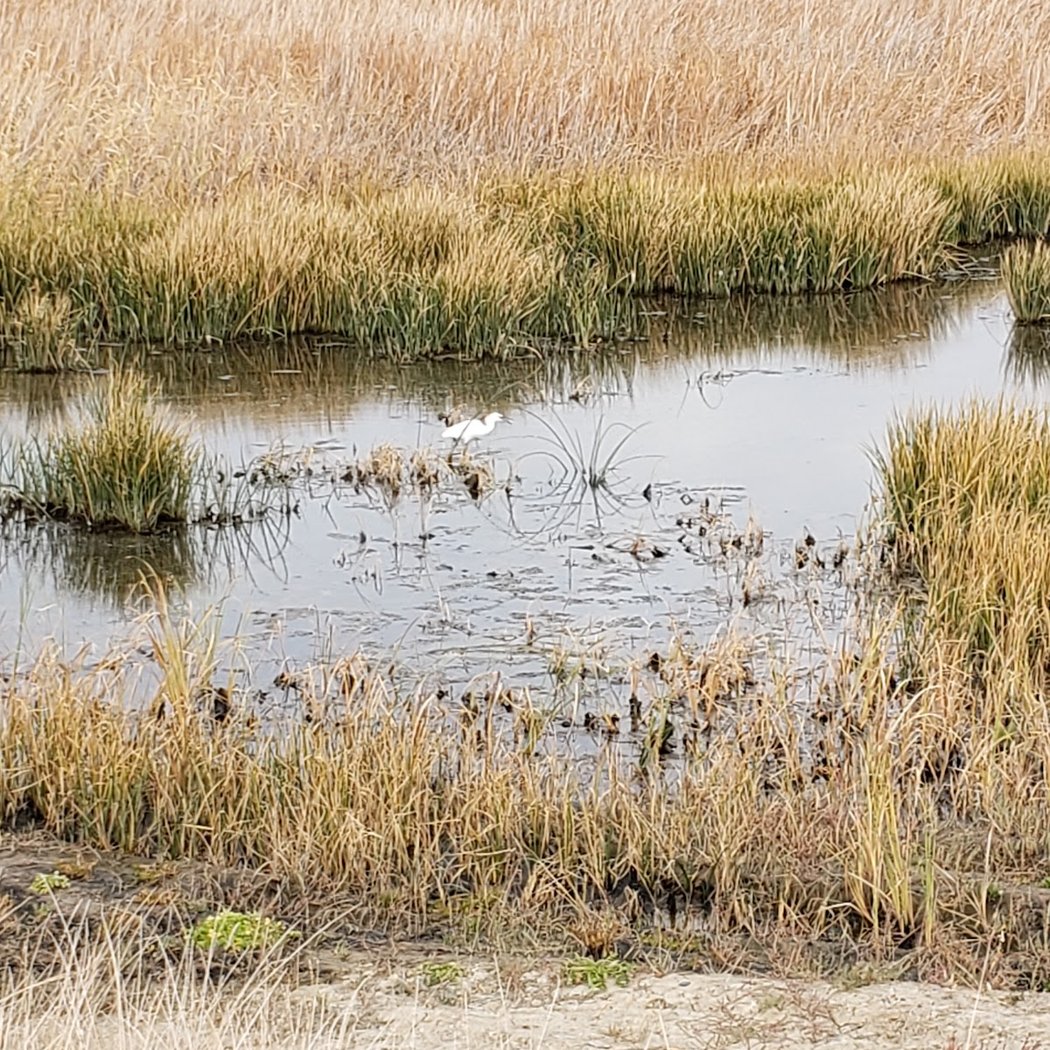 Bay Point Regional Shoreline 3