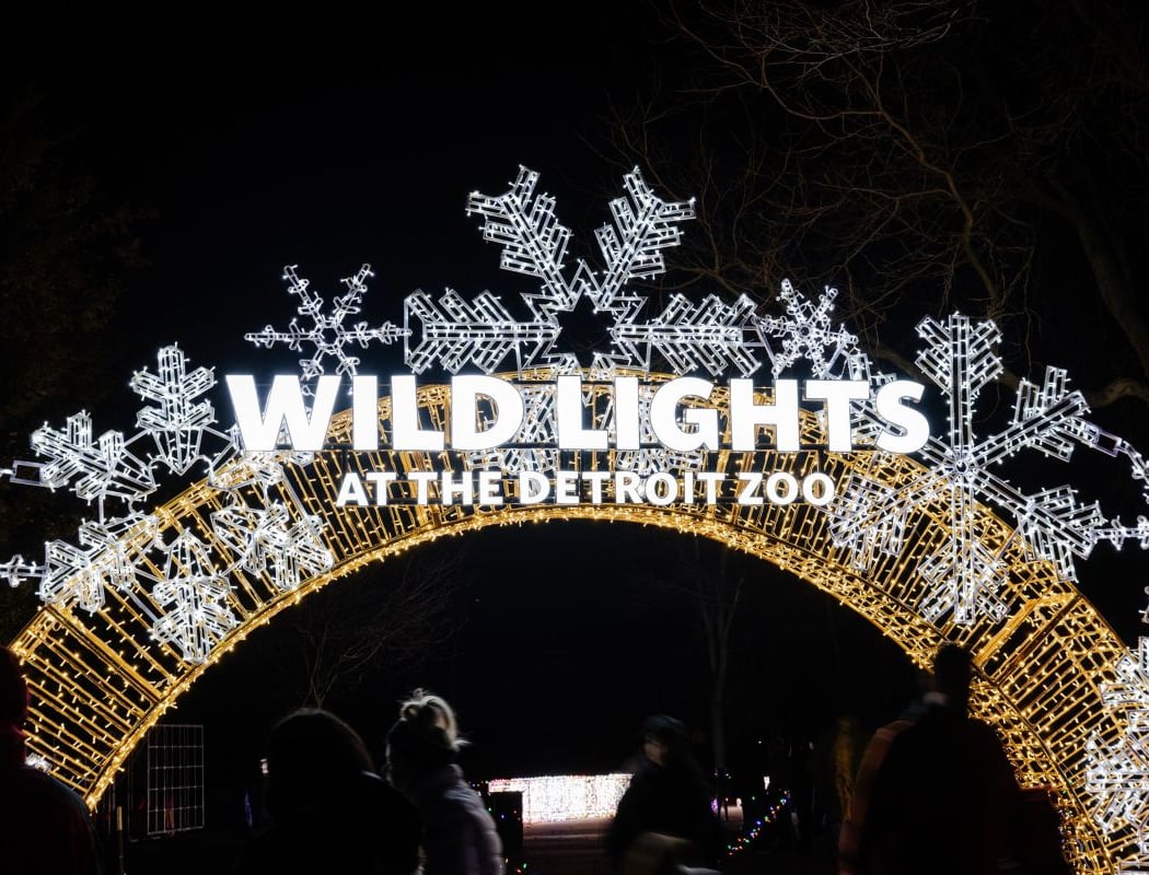 Wild Lights 3