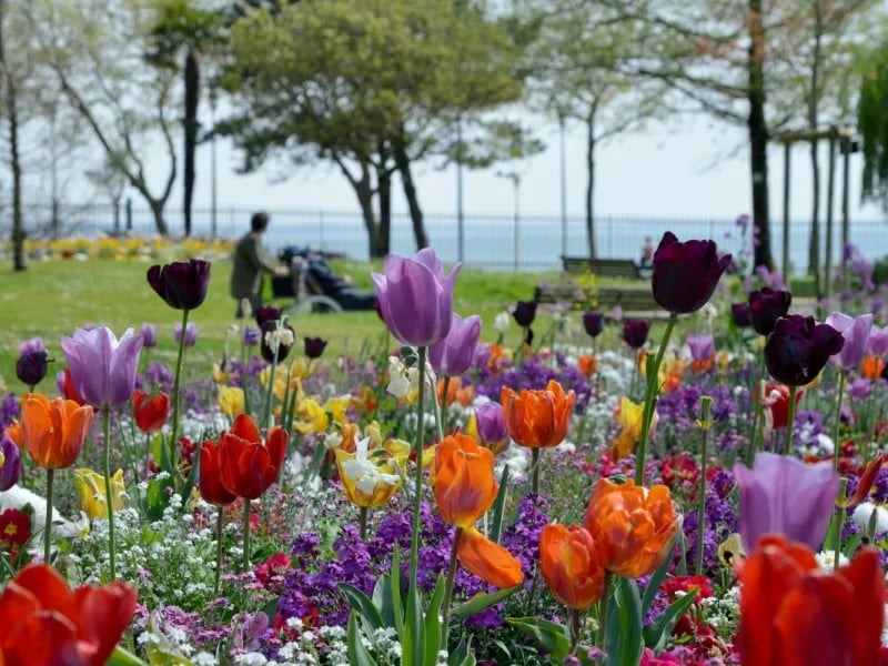 Botanical Garden 1