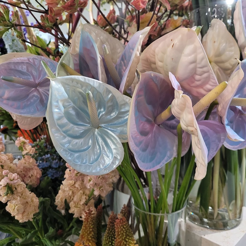 DEBEAULIEU Fleurs 1