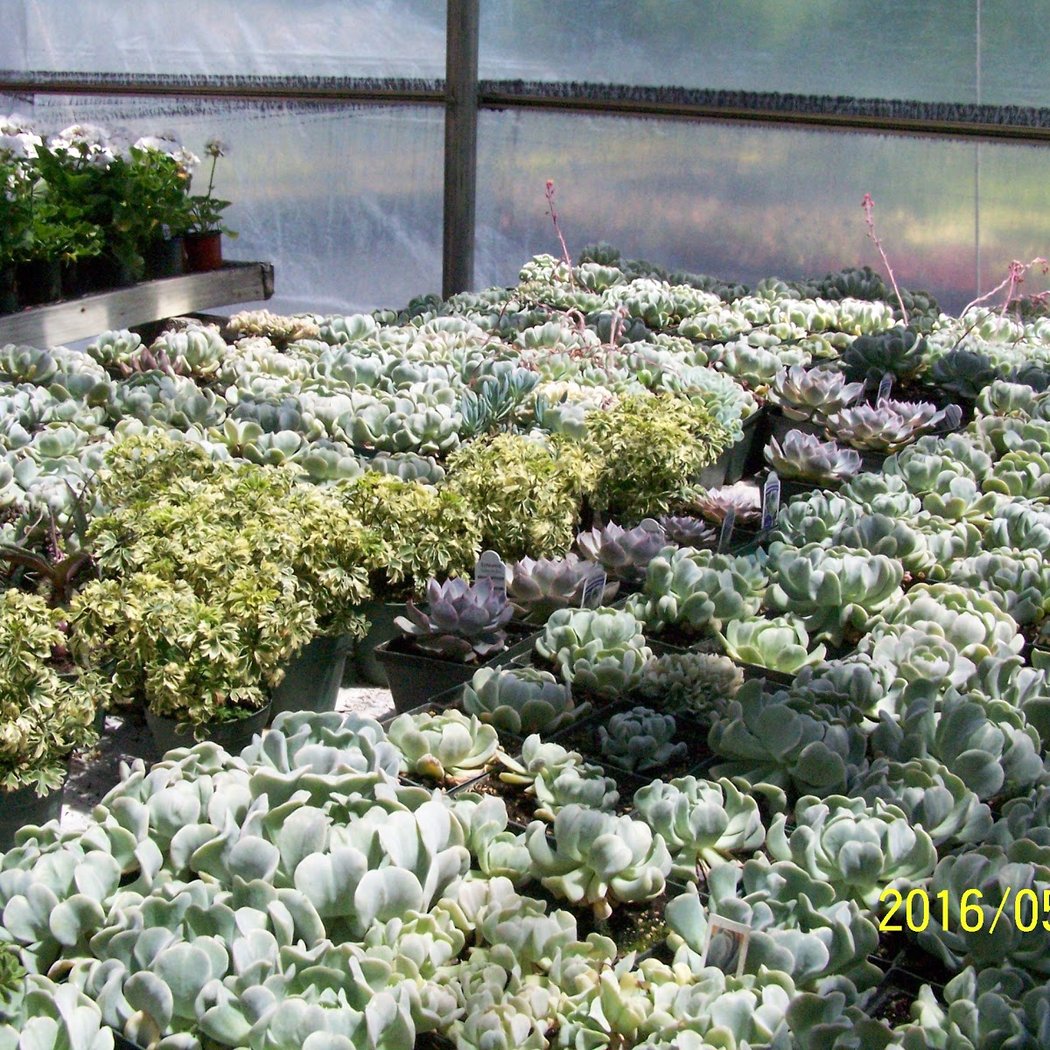 Buzzanco's Greenhouses & Farm 3