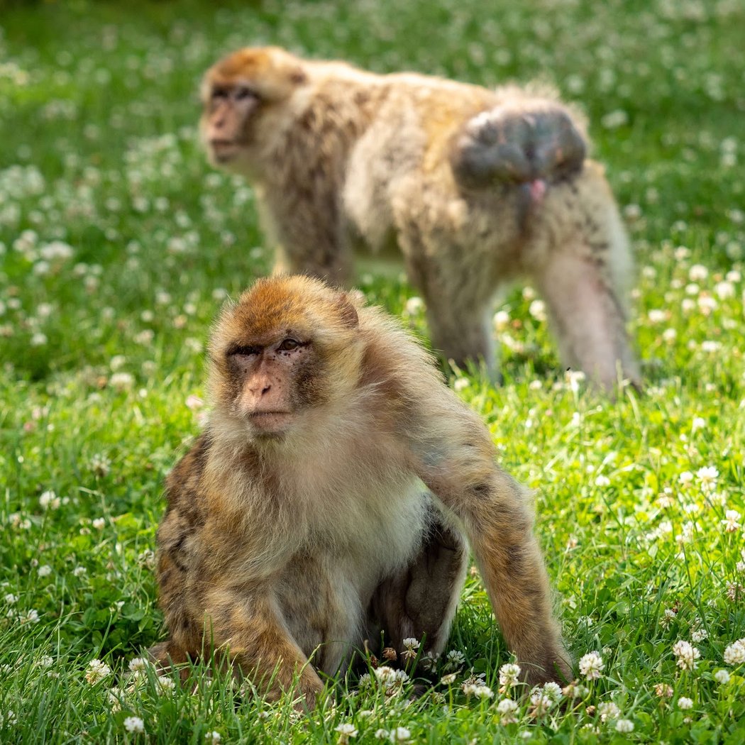 Land of Monkeys 3
