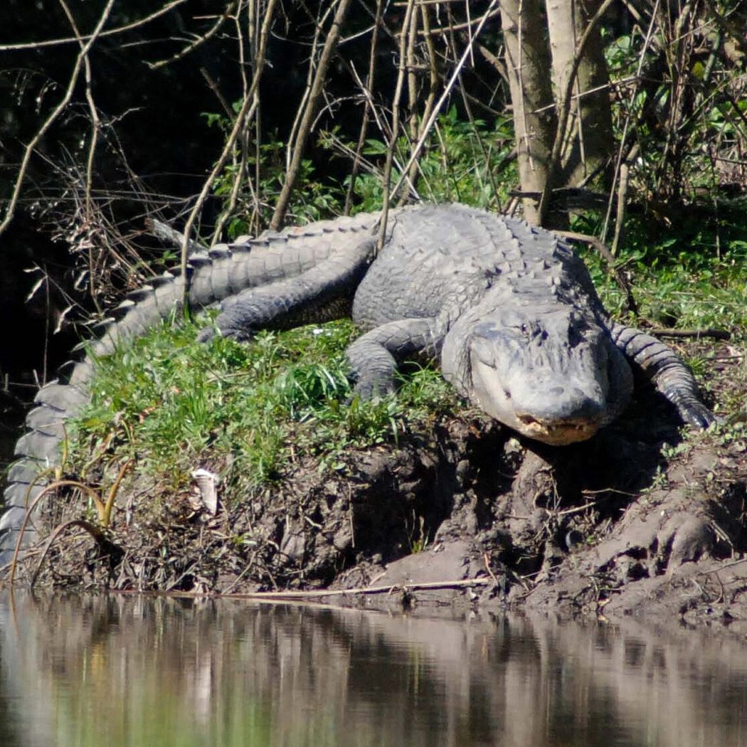 Armand Bayou Nature Center 2