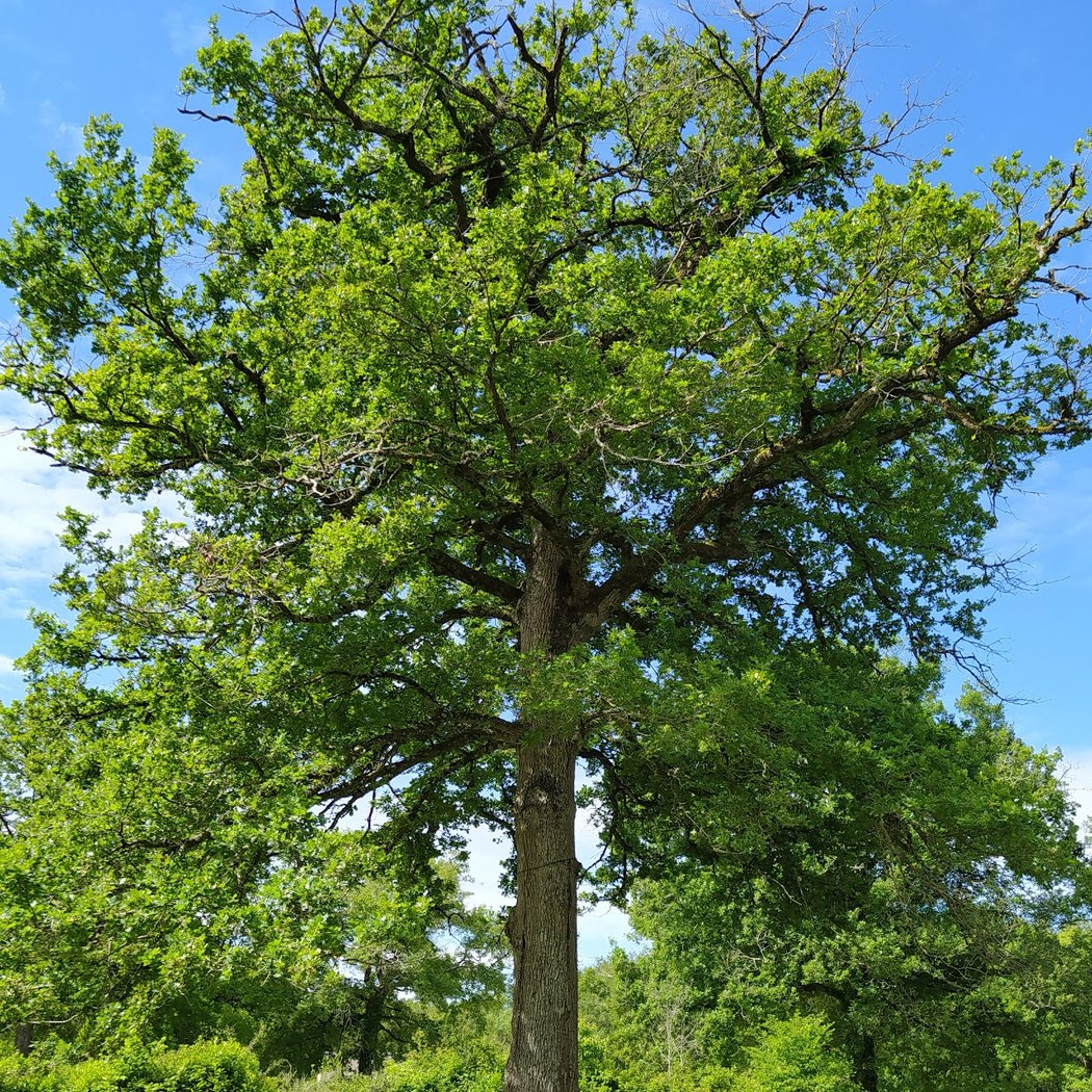 Bois de Saint-Pierre 1