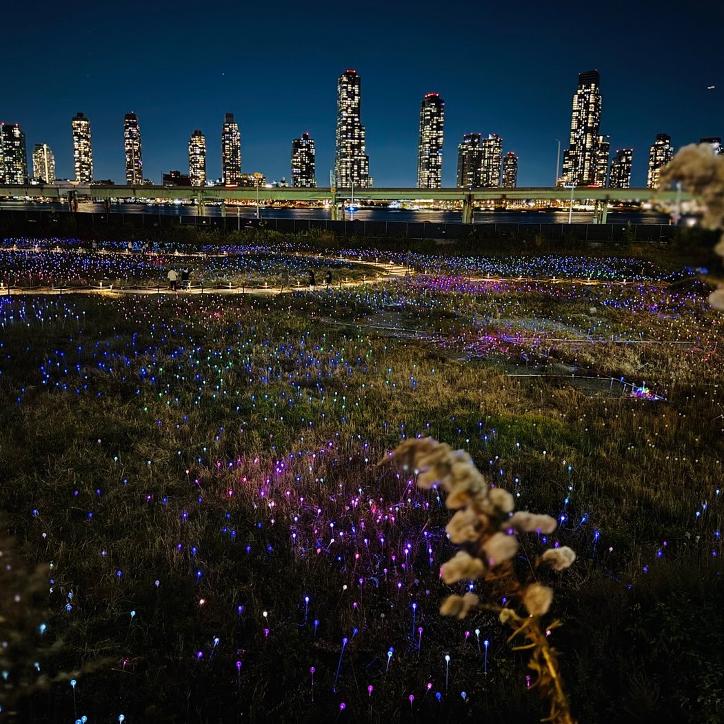 Field Of Light 5