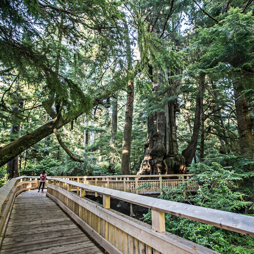 Rockaway Big Tree Trailhead 2