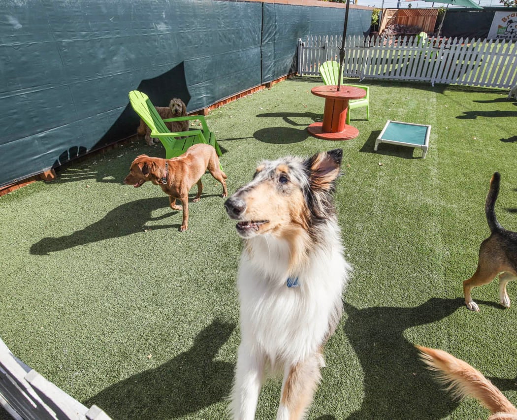 BratPak Dog Kamp 2