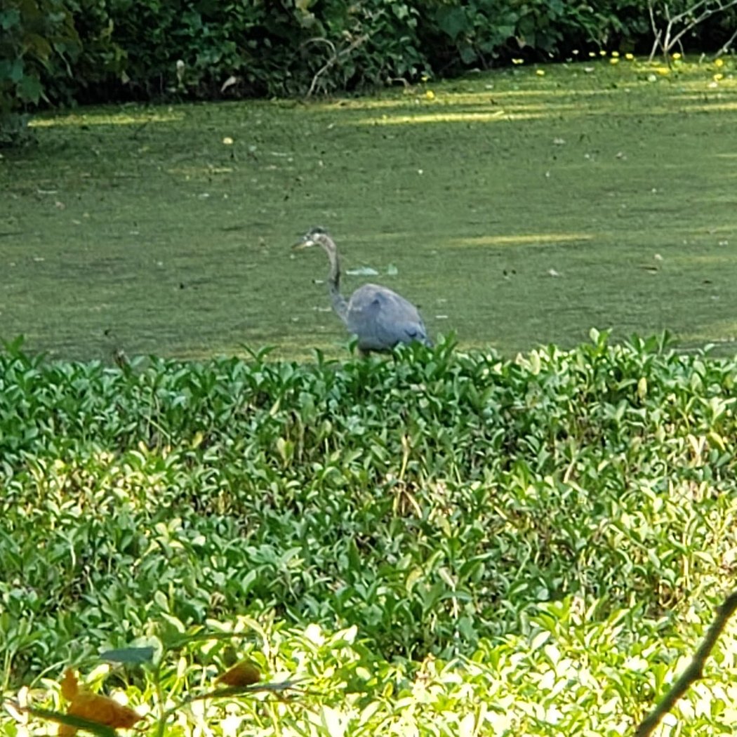 Saturday Morning Bird Walk