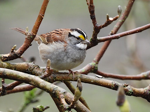 Thursday Noon Bird Walks 2
