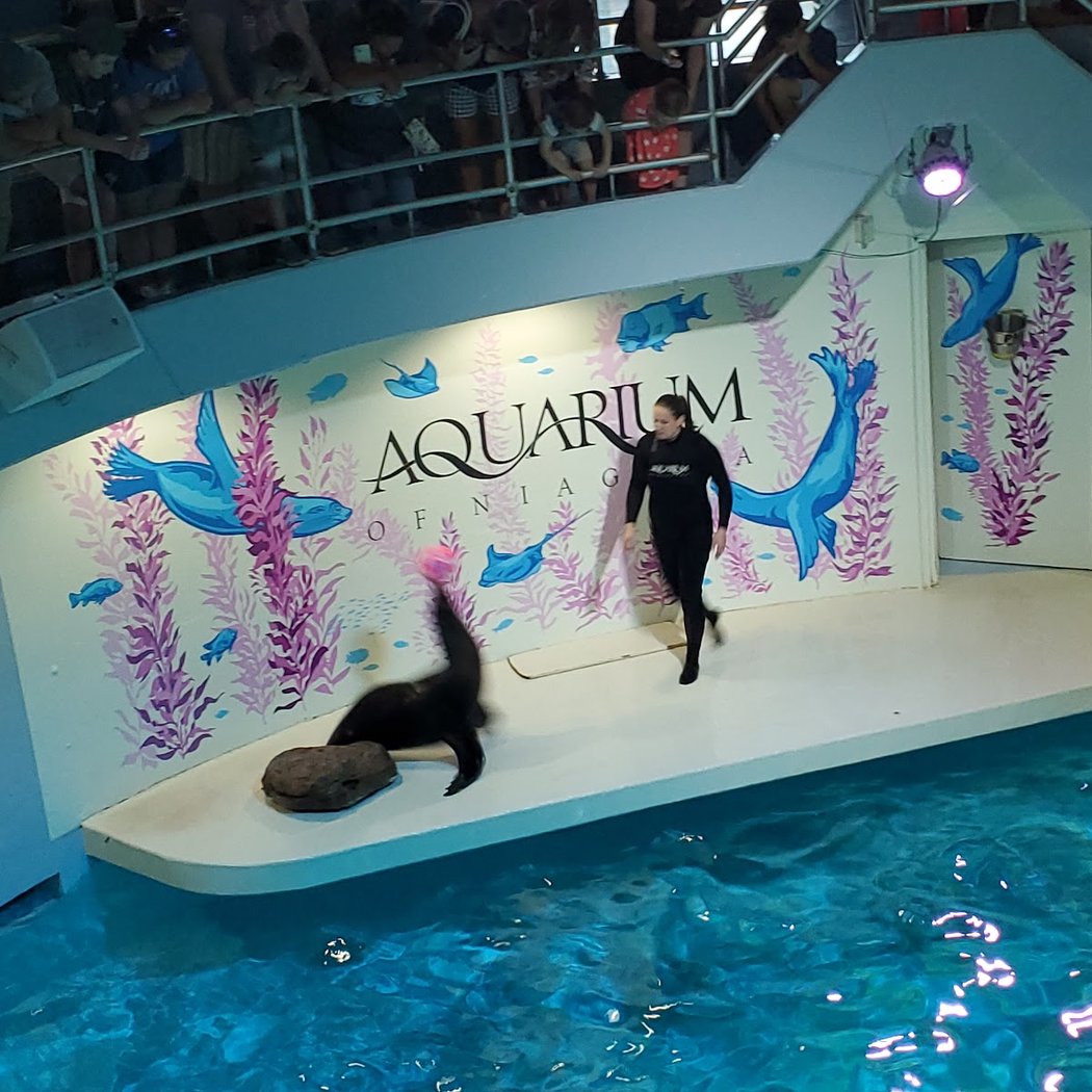SEAster at the Aquarium 3