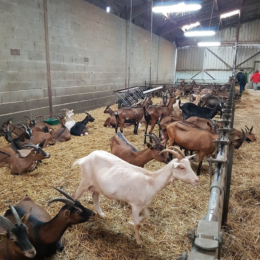 FERME BIOLOGIQUE GAEC PLAINE DE FOUMARD 2