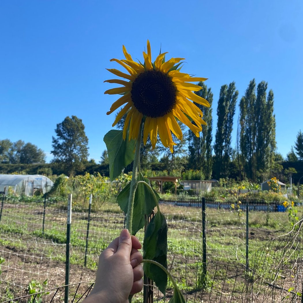 Marra Farm Volunteer Opportunity 3