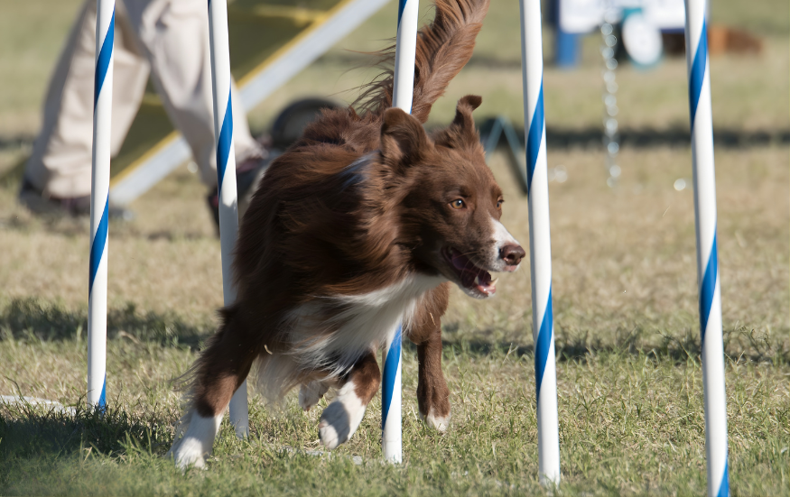 Incredible Dog Team 2