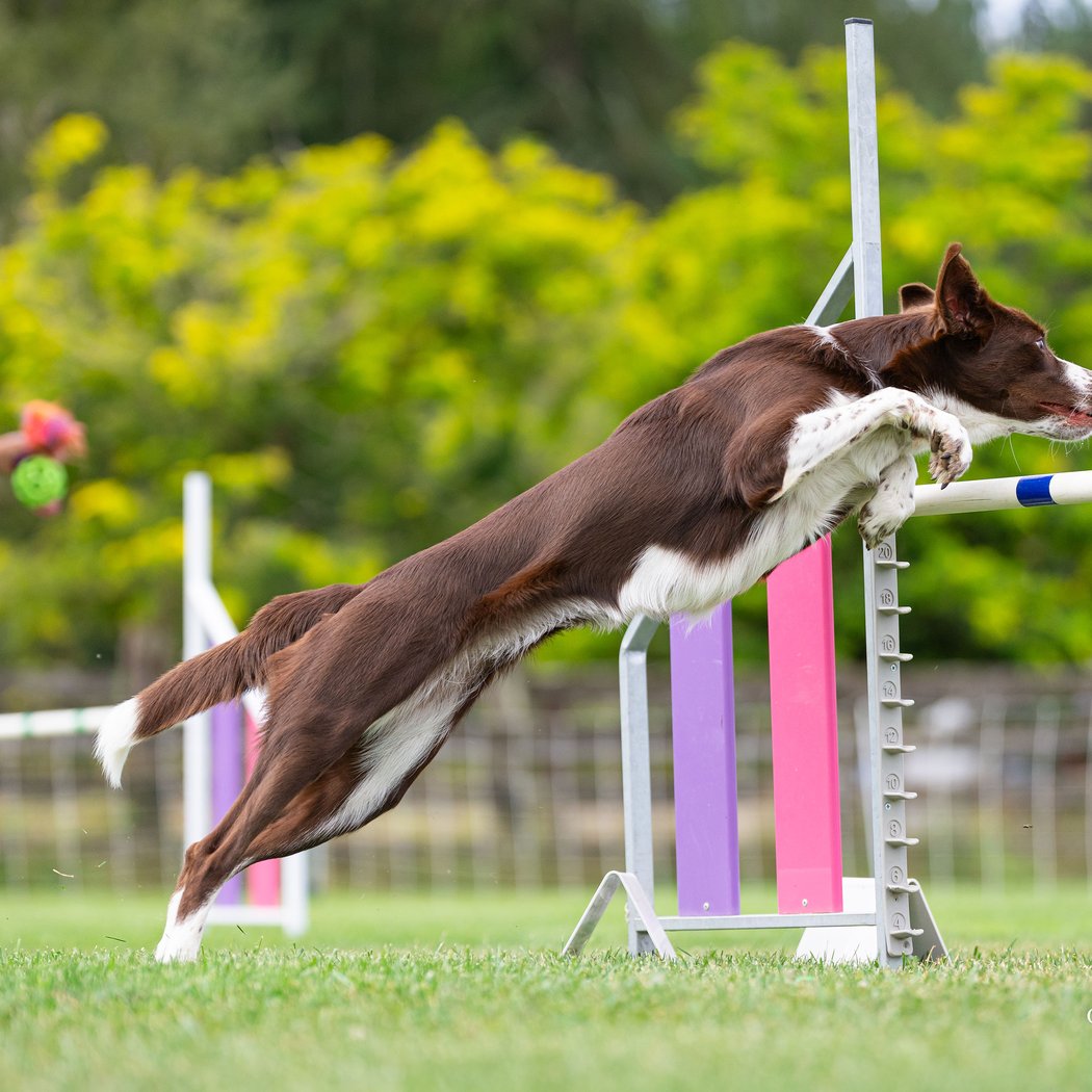Incredible Dog Team 1