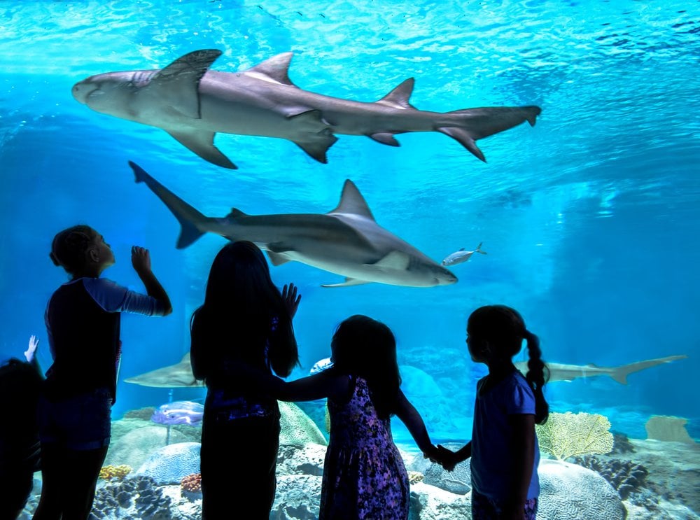 Camp Ocean at OdySea Aquarium 1