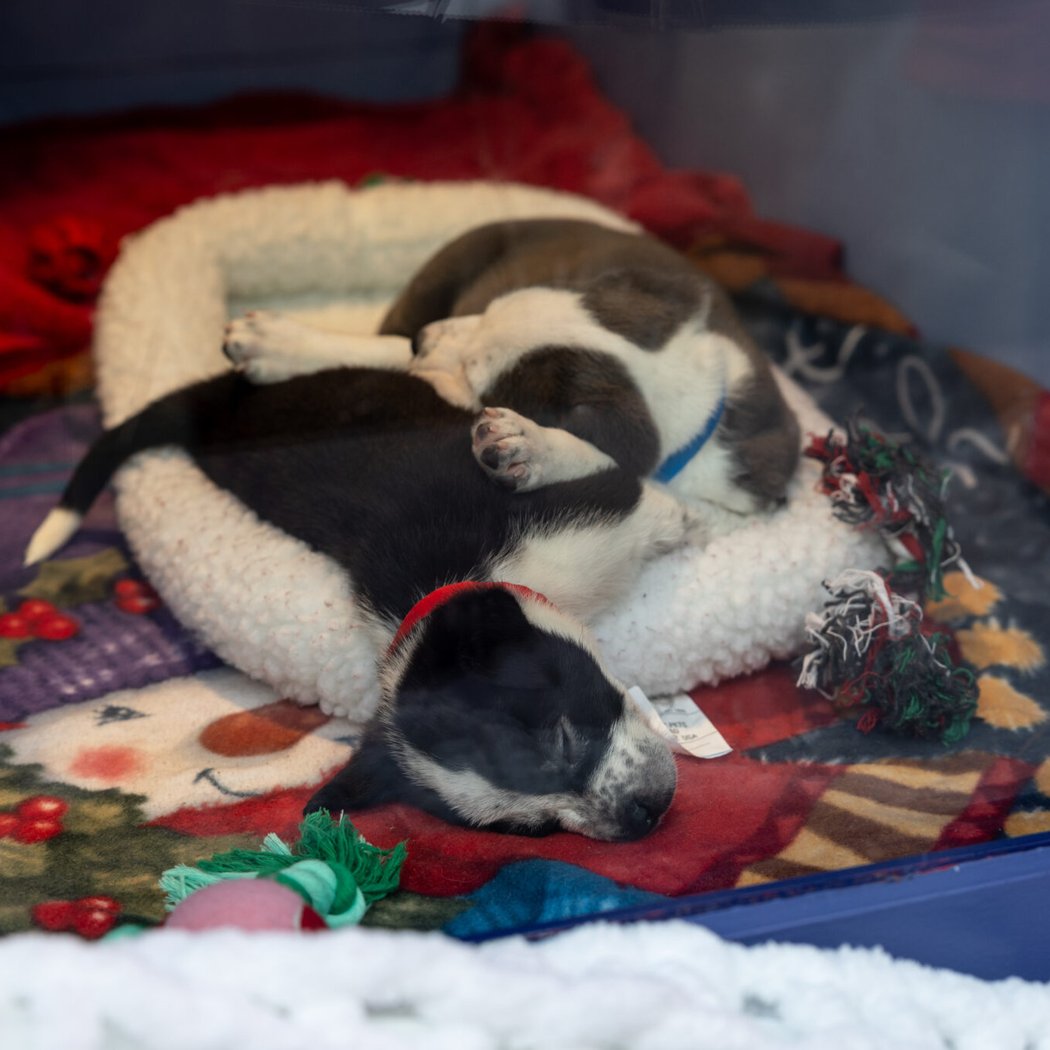 Holiday Windows w/ Adoptable Dogs & Cats 1