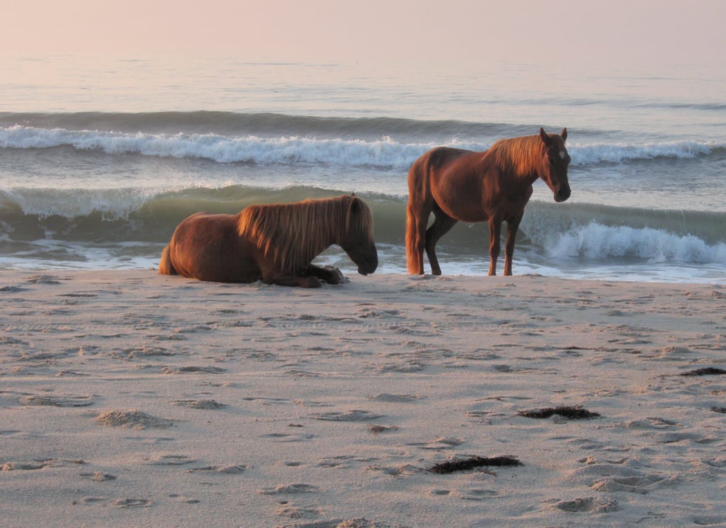 Assateague Island 2