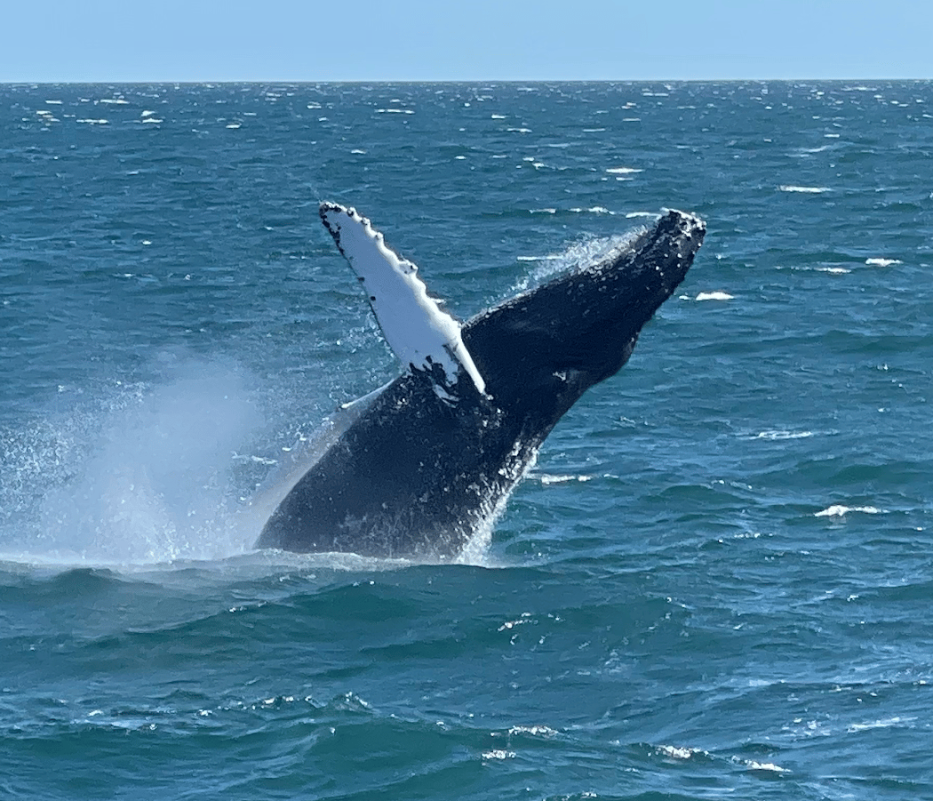 Cape May Whale Watcher, INC 1