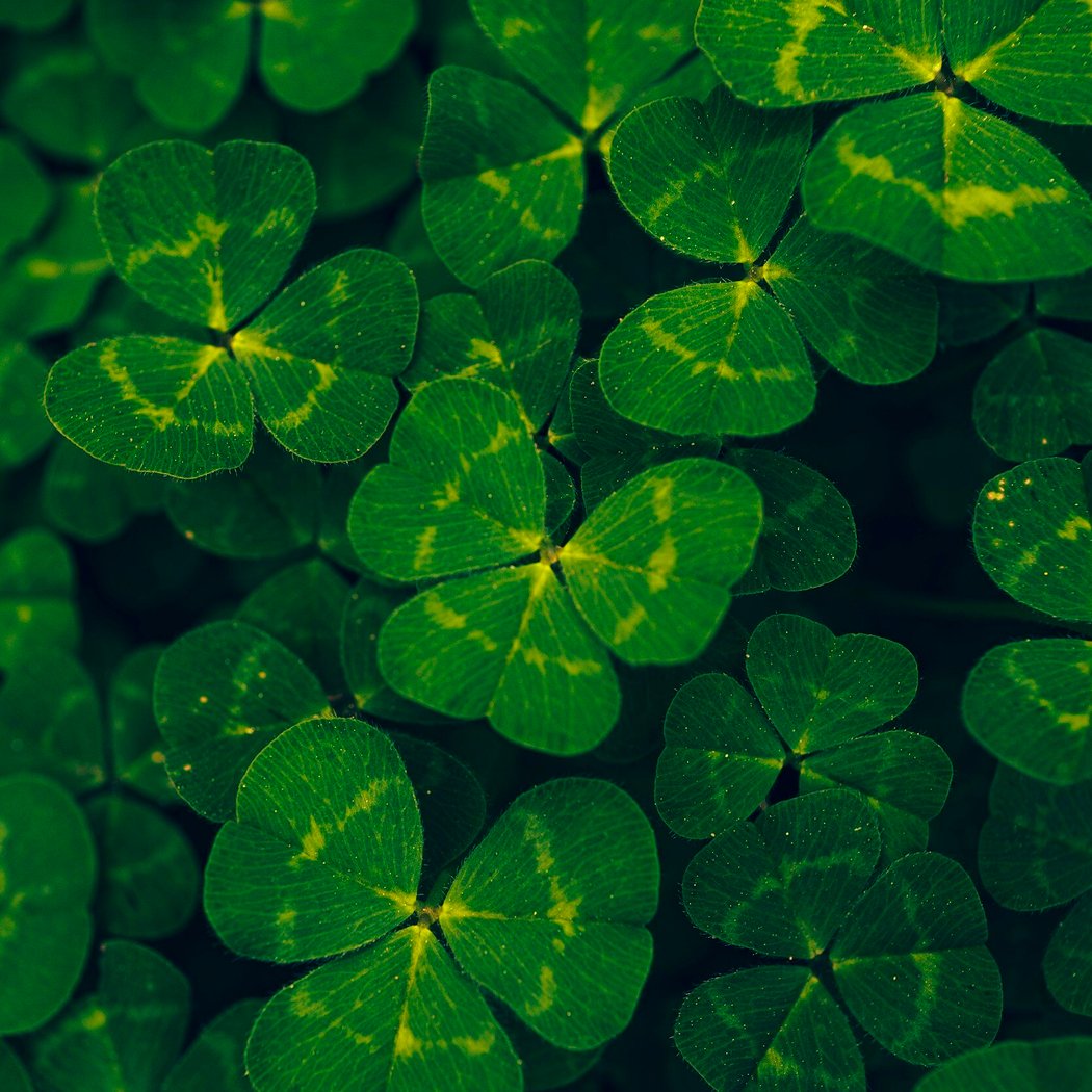 Pot of Gold St. Patrick's Luncheon 1