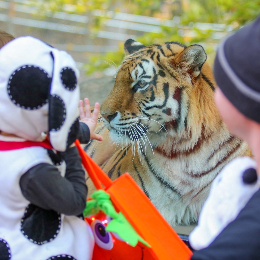 Zoo Boo