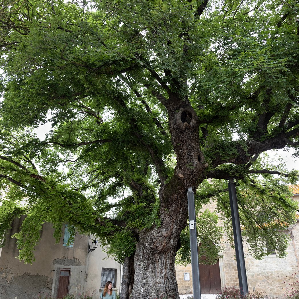 Ormeau de Sully - Arbre remarquable de France 1
