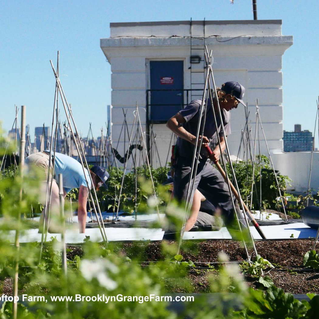 Brooklyn Grange @ Brooklyn Navy Yard 4