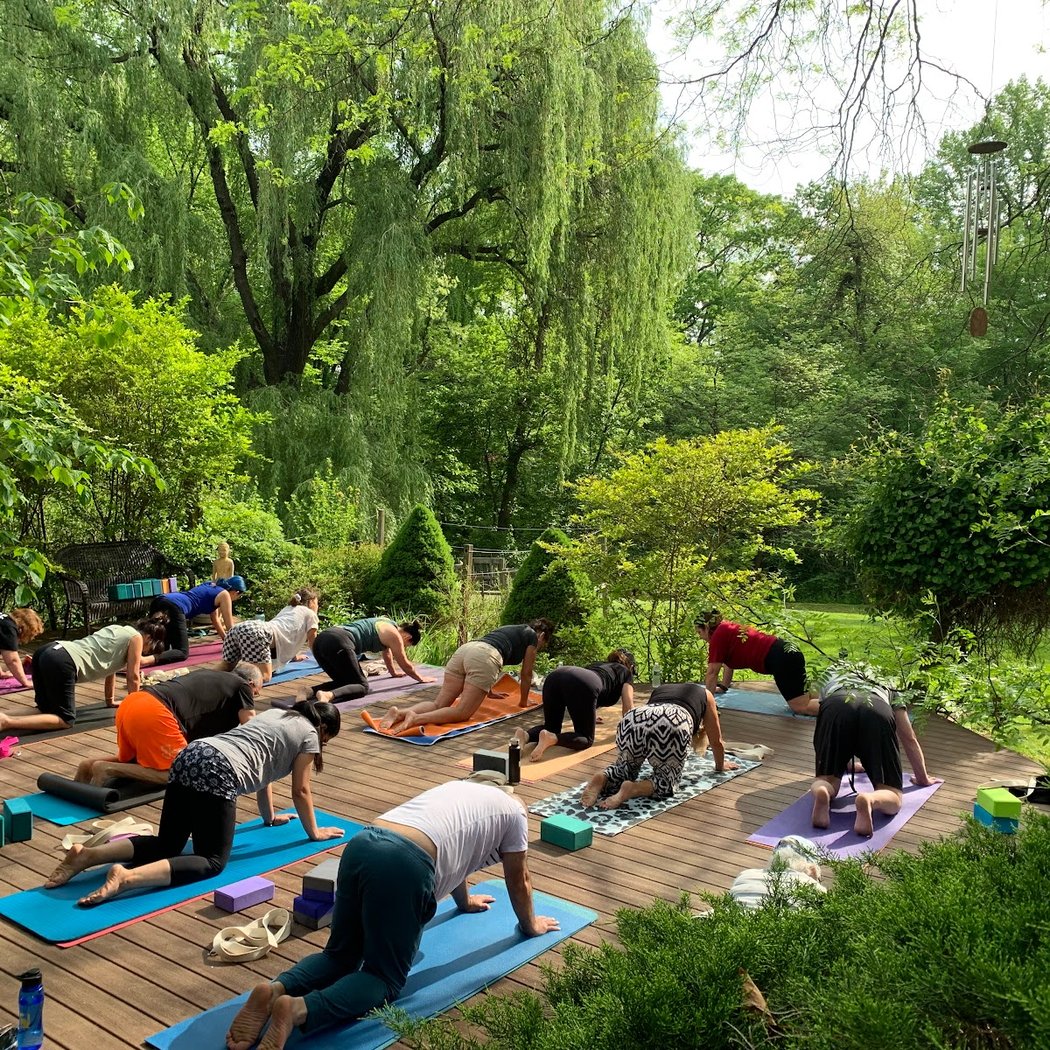 Willow Tree Yoga 1