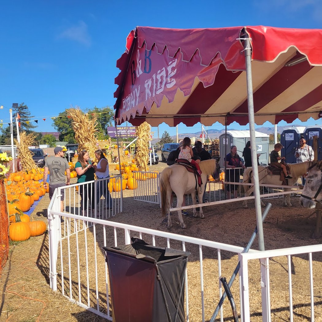 ABC Tree Farms & Pick of the Patch Pumpkins 2