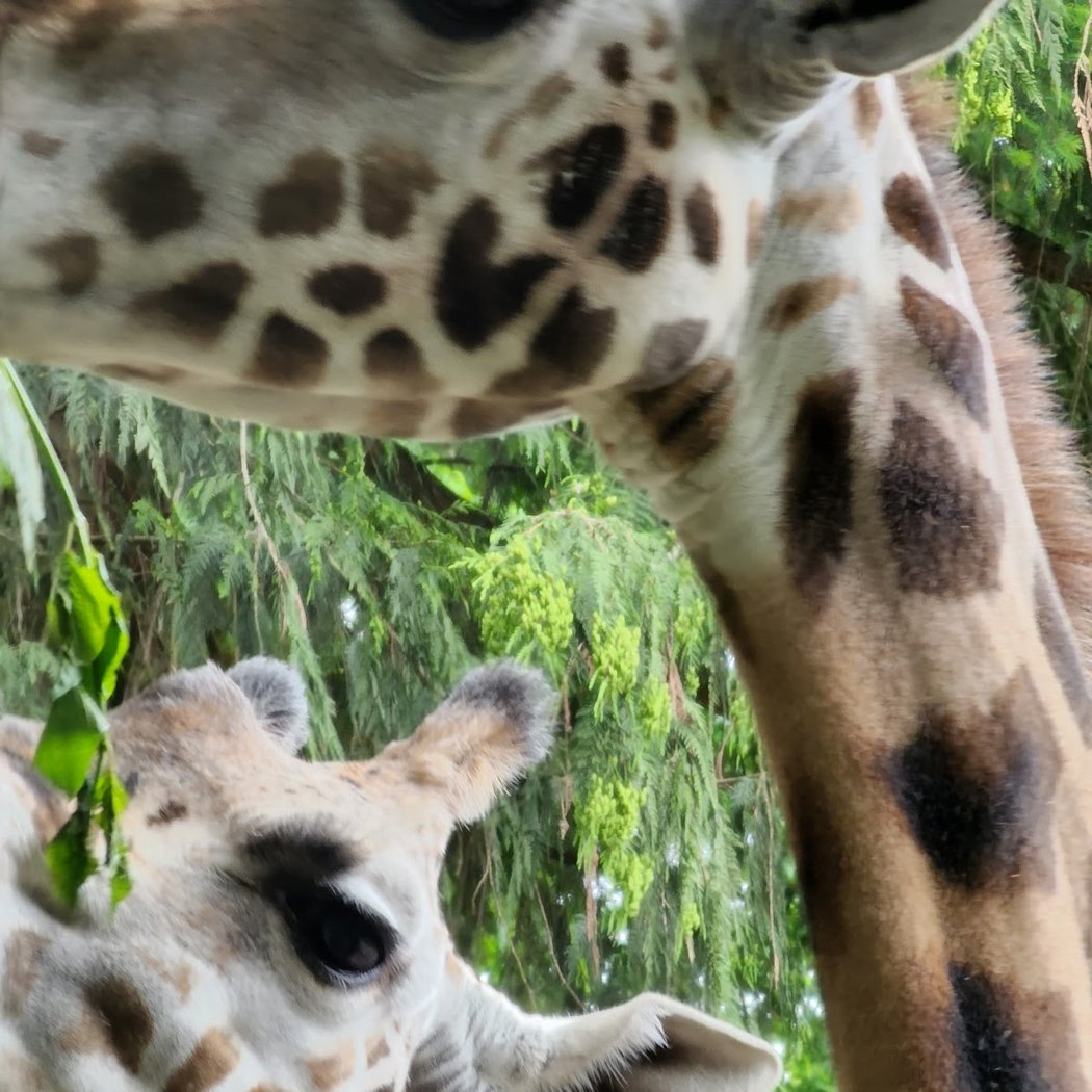 Woodland Park Zoo 3