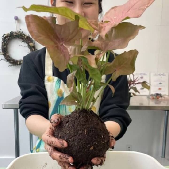 Create your own Kokedama 3