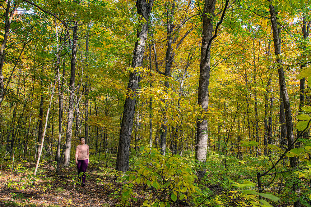 Remnant Beech Woods Walk 1