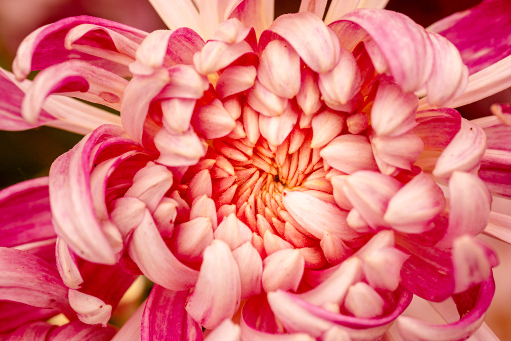 Flower Printing with James Tucker 1