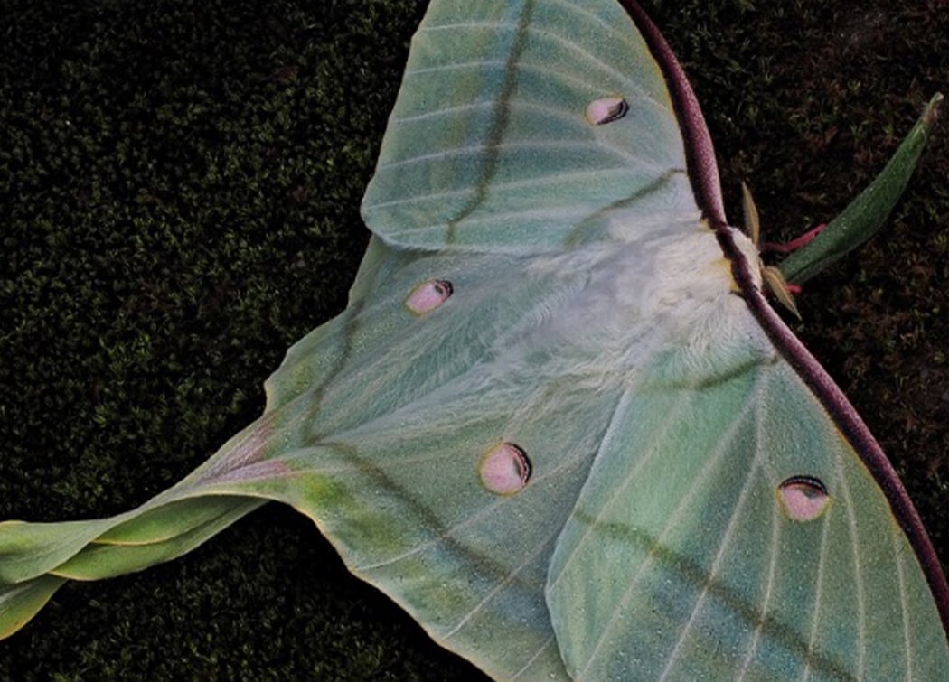 Moth Night 2