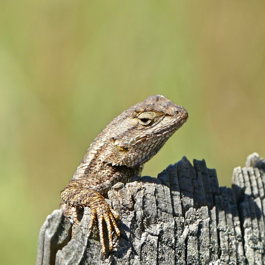 Creepy, Crawly & Cool Docent-led Nature Walk at Batiquitos Lagoon