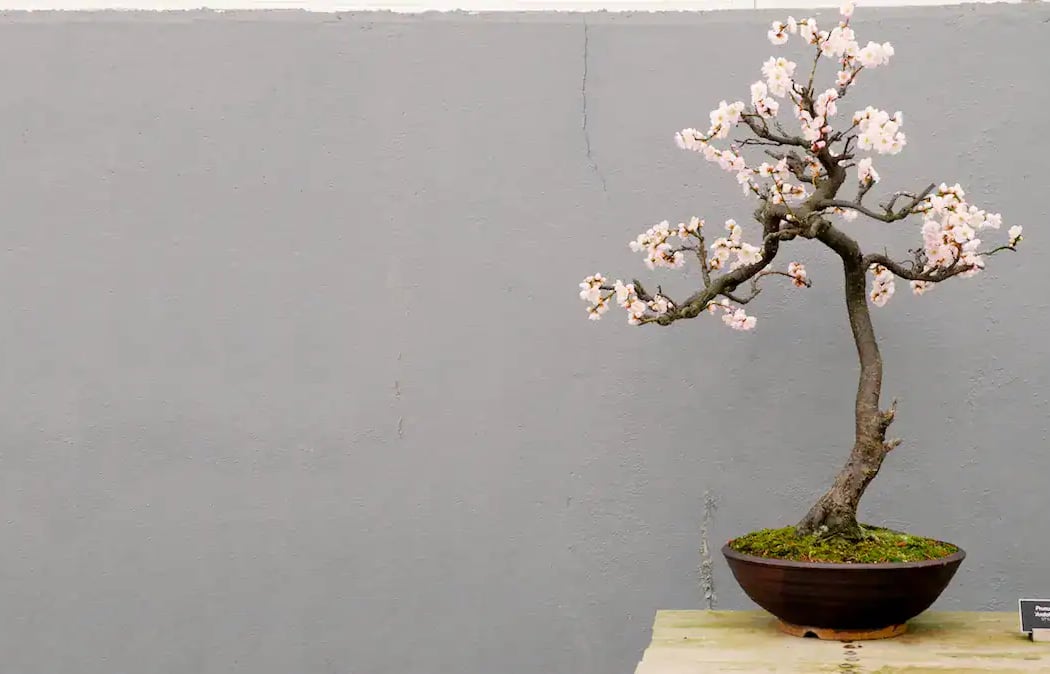 Bonsai 1