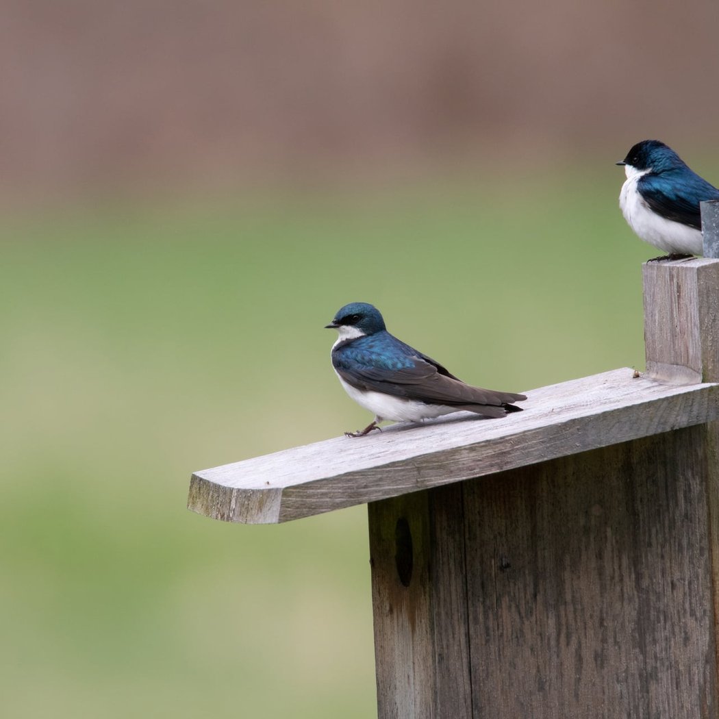 Boston Birding with Family