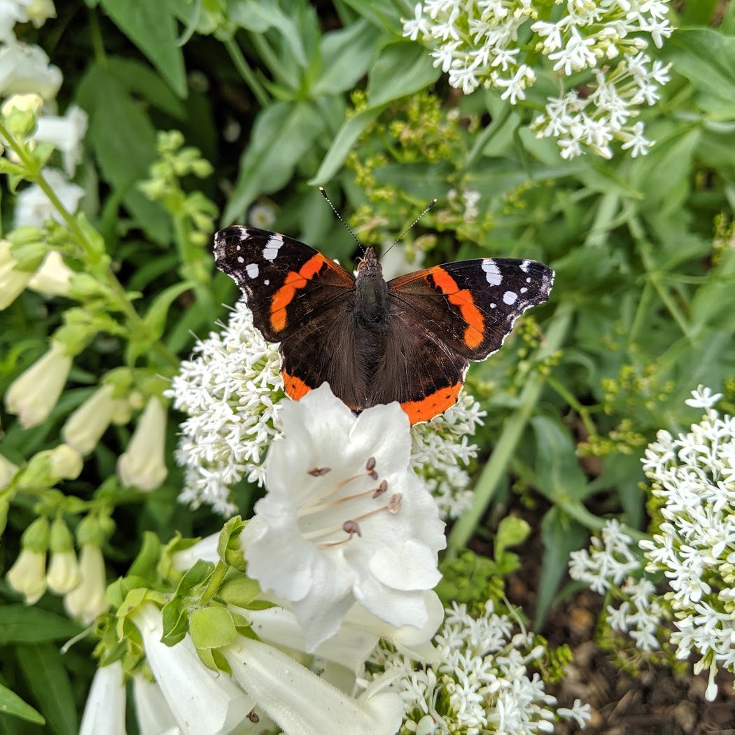 Visite guidée du verger historique de la Société Régionale d'Horticulture de Montreuil 2