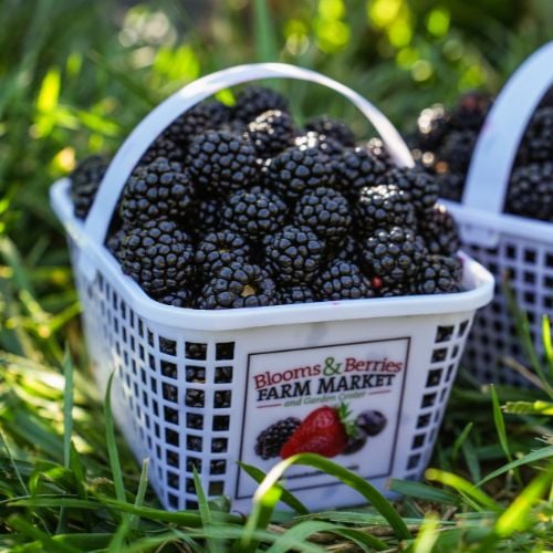 U-Pick Blackberries 3