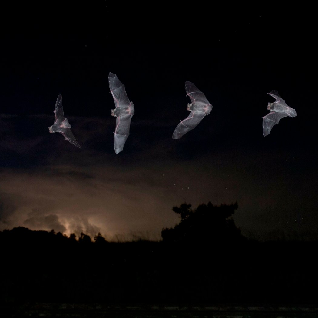 Going Batty! 1