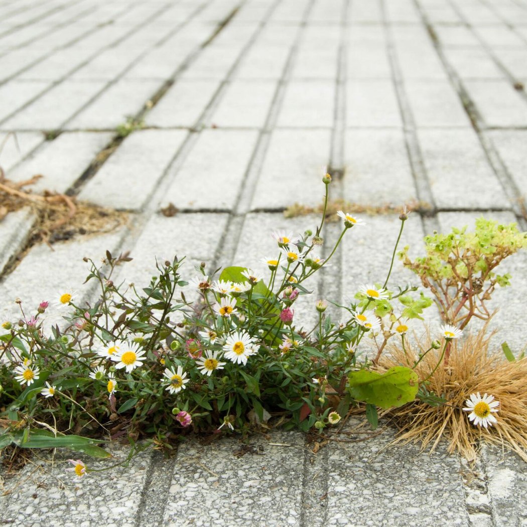 Découverte des Plantes Urbaines avec Les Ateliers du Vivant 2