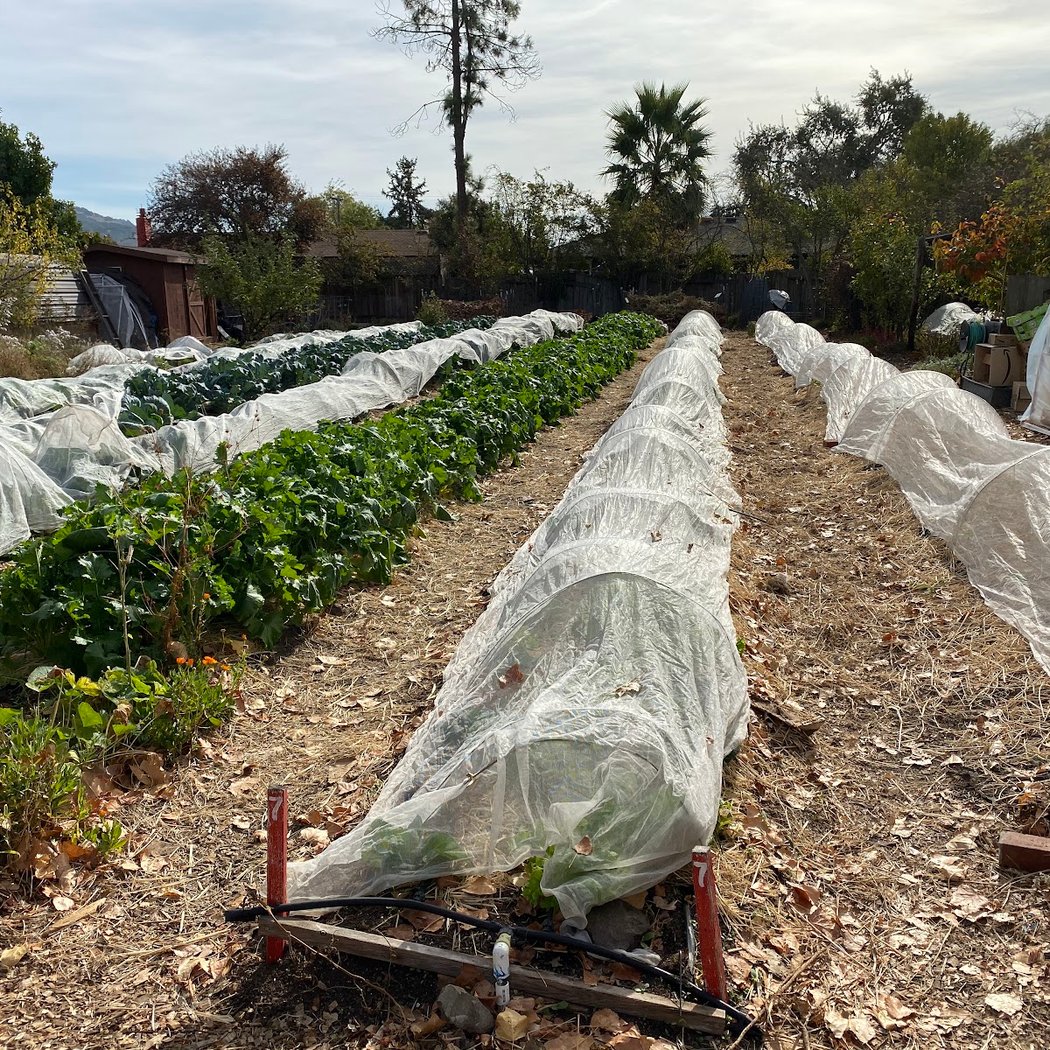Harvest for the Hungry Garden 3