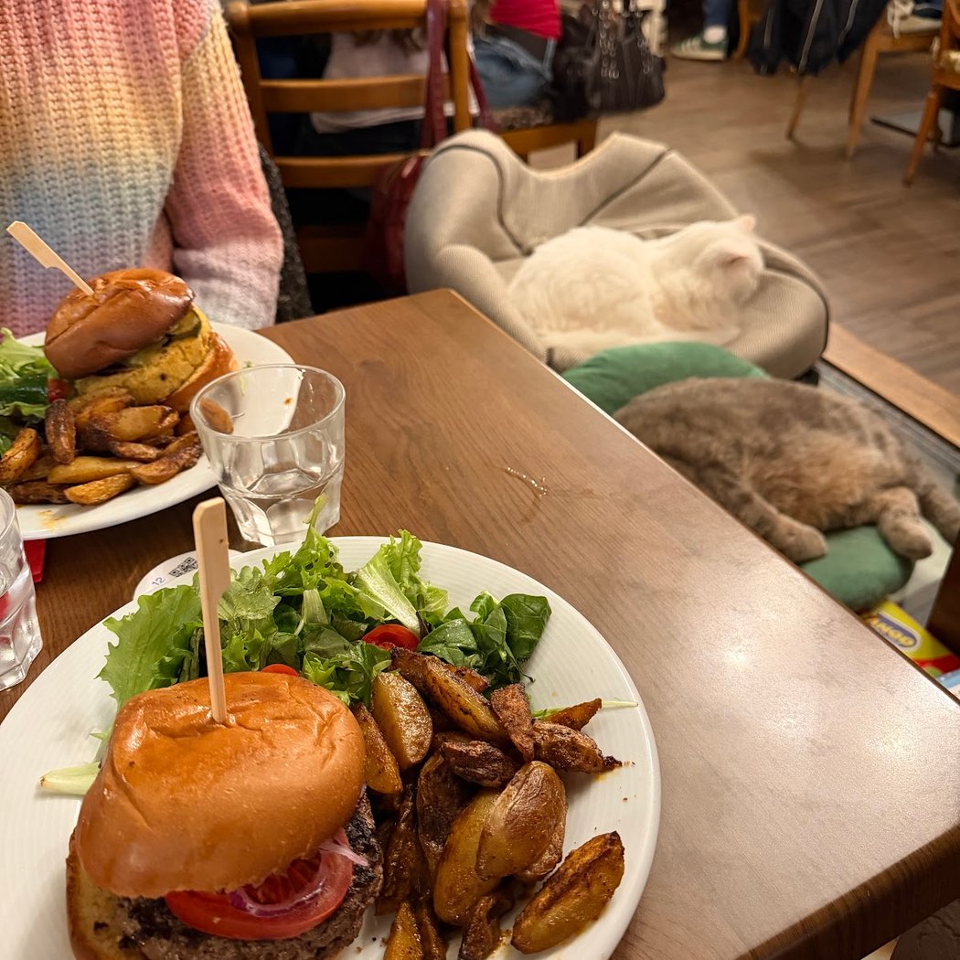 Le Café des Chats 4