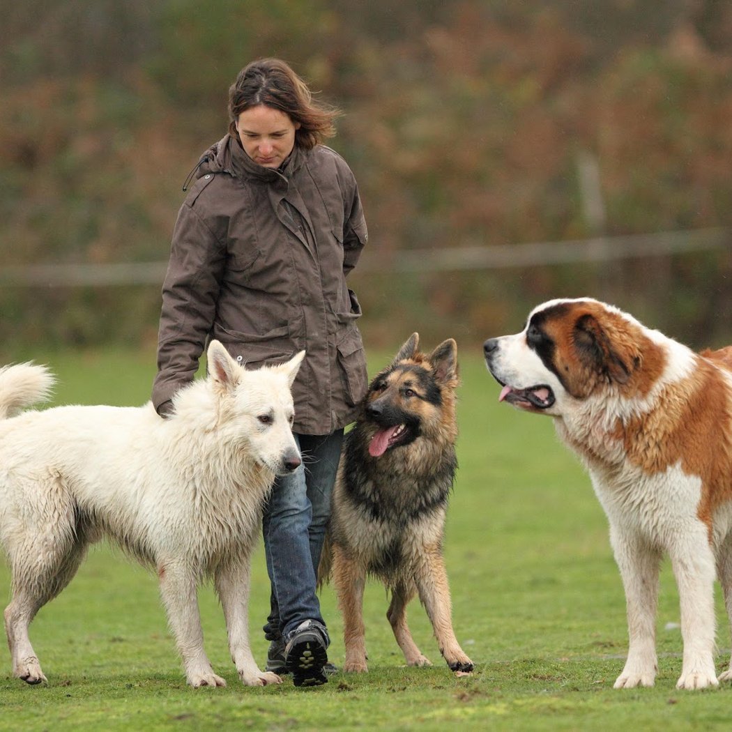 Pension canine et centre d'éducation canine Sportez Vous Chien 3