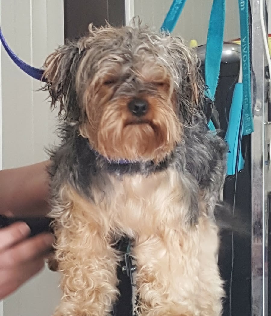 Les Terriers De La Sauldraie 2