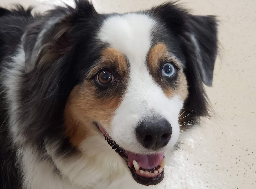 Canine Corral Dog Daycare 3