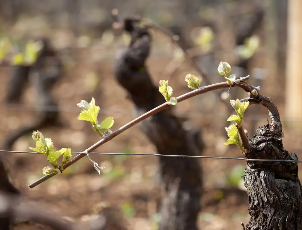 Atelier-Dégustation du 16 octobre 2025 : La noblesse du Chenin 2