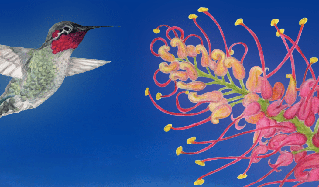 Hummingbird Month 3